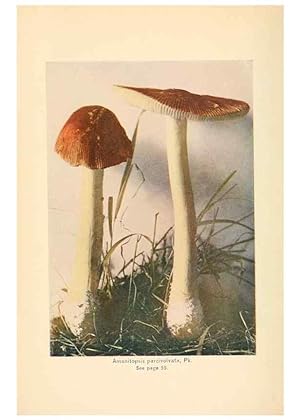 Seller image for Reproduccin/Reproduction 49346021657: The mushroom book. New York,Doubleday, Page,1901. for sale by EL BOLETIN