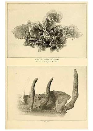 Seller image for Reproduccin/Reproduction 49345983882: The mushroom book. New York,Doubleday, Page,1901. for sale by EL BOLETIN