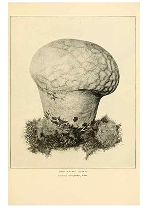 Seller image for Reproduccin/Reproduction 49345772326: The mushroom book. New York,Doubleday, Page,1901. for sale by EL BOLETIN