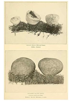 Seller image for Reproduccin/Reproduction 49345985557: The mushroom book. New York,Doubleday, Page,1901. for sale by EL BOLETIN