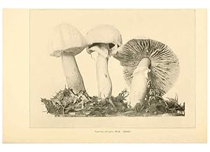 Seller image for Reproduccin/Reproduction 49345764771: The mushroom book. New York,Doubleday, Page,1901. for sale by EL BOLETIN