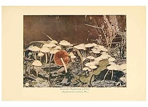 Seller image for Reproduccin/Reproduction 49345765601: The mushroom book. New York,Doubleday, Page,1901. for sale by EL BOLETIN