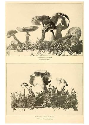 Seller image for Reproduccin/Reproduction 49345303203: The mushroom book. New York,Doubleday, Page,1901. for sale by EL BOLETIN