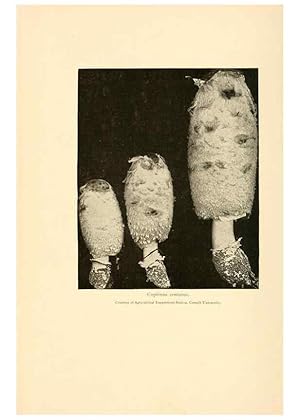 Imagen del vendedor de Reproduccin/Reproduction 49345348578: The mushroom book. New York,Doubleday, Page,1901. a la venta por EL BOLETIN