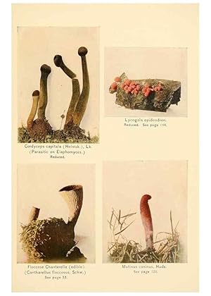 Seller image for Reproduccin/Reproduction 49345313893: The mushroom book. New York,Doubleday, Page,1901. for sale by EL BOLETIN