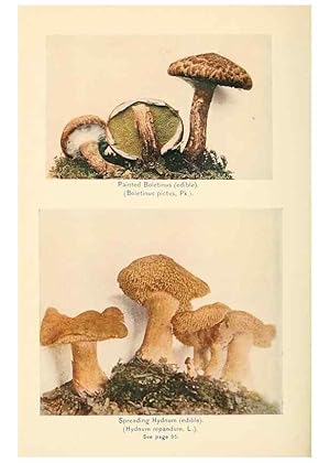 Seller image for Reproduccin/Reproduction 49345309003: The mushroom book. New York,Doubleday, Page,1901. for sale by EL BOLETIN