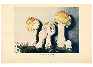 Seller image for Reproduccin/Reproduction 49345758576: The mushroom book. New York,Doubleday, Page,1901. for sale by EL BOLETIN