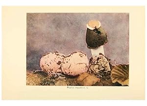 Seller image for Reproduccin/Reproduction 49345311073: The mushroom book. New York,Doubleday, Page,1901. for sale by EL BOLETIN