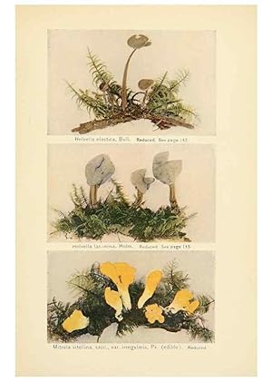 Imagen del vendedor de Reproduccin/Reproduction 49345987967: The mushroom book. New York,Doubleday, Page,1901. a la venta por EL BOLETIN