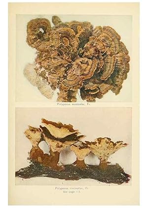 Imagen del vendedor de Reproduccin/Reproduction 49345309913: The mushroom book. New York,Doubleday, Page,1901. a la venta por EL BOLETIN