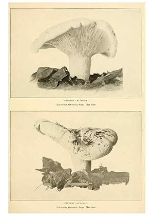 Seller image for Reproduccin/Reproduction 49345980362: The mushroom book. New York,Doubleday, Page,1901. for sale by EL BOLETIN