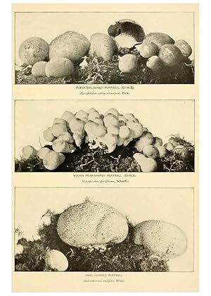 Seller image for Reproduccin/Reproduction 49345986767: The mushroom book. New York,Doubleday, Page,1901. for sale by EL BOLETIN