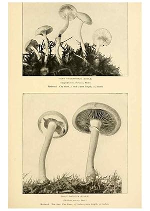 Seller image for Reproduccin/Reproduction 49345305728: The mushroom book. New York,Doubleday, Page,1901. for sale by EL BOLETIN