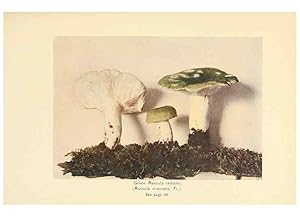Seller image for Reproduccin/Reproduction 49345302468: The mushroom book. New York,Doubleday, Page,1901. for sale by EL BOLETIN