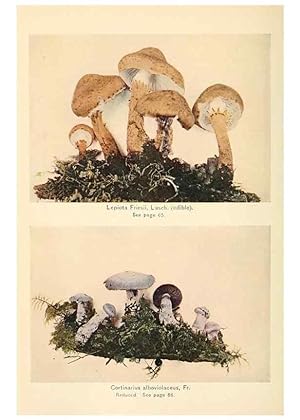 Seller image for Reproduccin/Reproduction 49345300938: The mushroom book. New York,Doubleday, Page,1901. for sale by EL BOLETIN
