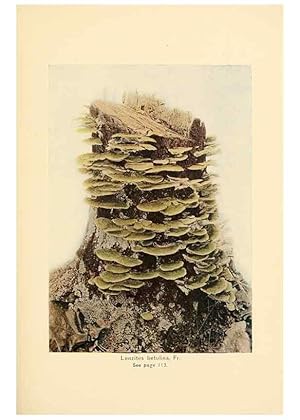 Seller image for Reproduccin/Reproduction 49345982587: The mushroom book. New York,Doubleday, Page,1901. for sale by EL BOLETIN