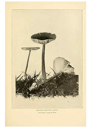 Seller image for Reproduccin/Reproduction 49345298468: The mushroom book. New York,Doubleday, Page,1901. for sale by EL BOLETIN