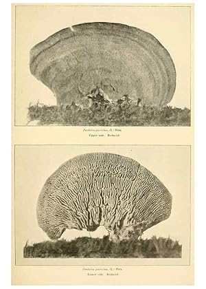 Seller image for Reproduccin/Reproduction 49345983457: The mushroom book. New York,Doubleday, Page,1901. for sale by EL BOLETIN