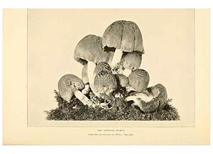 Seller image for Reproduccin/Reproduction 49345980007: The mushroom book. New York,Doubleday, Page,1901. for sale by EL BOLETIN