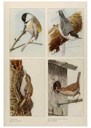 Seller image for Reproduccin/Reproduction 49526853722: The book of birds;. Washington, D.C.,National Geographic Society,1921. for sale by EL BOLETIN