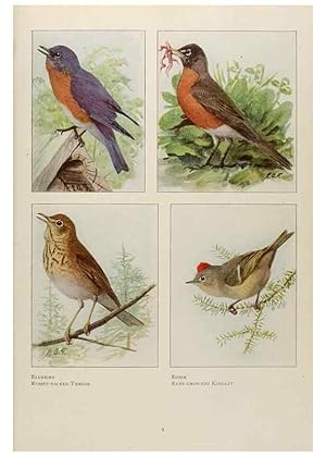 Seller image for Reproduccin/Reproduction 49526117908: The book of birds;. Washington, D.C.,National Geographic Society,1921. for sale by EL BOLETIN