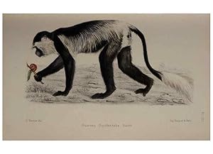 Image du vendeur pour Reproduccin/Reproduction 49525392351: Faune de la Sngambie. Paris :O. Doin,1883-1887. mis en vente par EL BOLETIN
