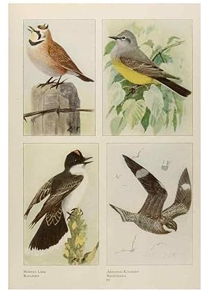 Seller image for Reproduccin/Reproduction 49526629361: The book of birds;. Washington, D.C.,National Geographic Society,1921. for sale by EL BOLETIN