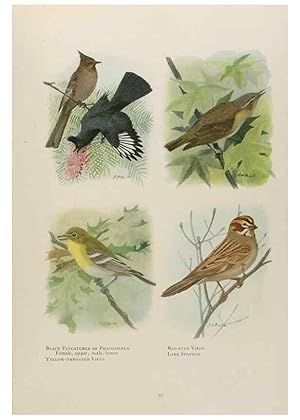 Seller image for Reproduccin/Reproduction 49526631506: The book of birds;. Washington, D.C.,National Geographic Society,1921. for sale by EL BOLETIN