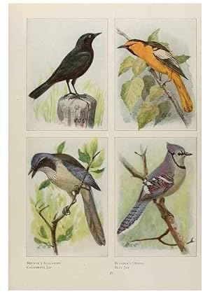 Seller image for Reproduccin/Reproduction 49526119843: The book of birds;. Washington, D.C.,National Geographic Society,1921. for sale by EL BOLETIN