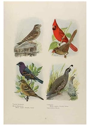 Seller image for Reproduccin/Reproduction 49526855177: The book of birds;. Washington, D.C.,National Geographic Society,1921. for sale by EL BOLETIN