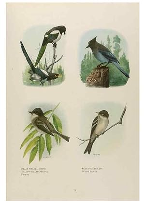 Seller image for Reproduccin/Reproduction 49526854942: The book of birds;. Washington, D.C.,National Geographic Society,1921. for sale by EL BOLETIN