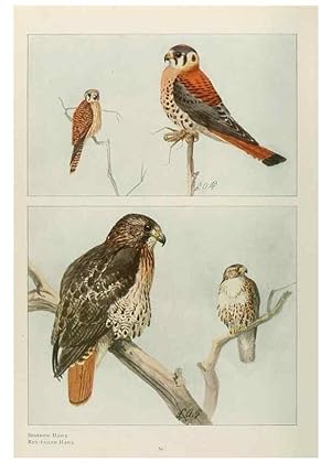 Seller image for Reproduccin/Reproduction 49526858617: The book of birds;. Washington, D.C.,National Geographic Society,1921. for sale by EL BOLETIN