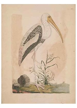 Image du vendeur pour Reproduccin/Reproduction 49534521558: Indian zoology. [London] :[publisher not identified],[1769]. mis en vente par EL BOLETIN