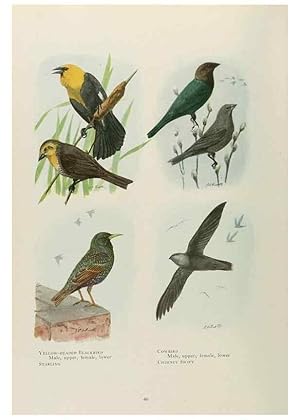 Seller image for Reproduccin/Reproduction 49526858157: The book of birds;. Washington, D.C.,National Geographic Society,1921. for sale by EL BOLETIN