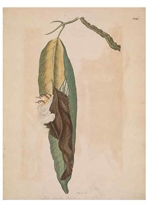 Seller image for Reproduccin/Reproduction 49534521123: Indian zoology. [London] :[publisher not identified],[1769]. for sale by EL BOLETIN