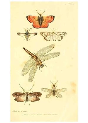 Seller image for Reproduccin/Reproduction 49535054641: An introduction to entomology, or, Elements of the natural history of insects : with plates /. London :Printed for Longman, Hurst, Rees, Orme, and Brown,1816-1826. for sale by EL BOLETIN