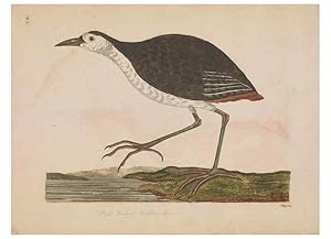 Image du vendeur pour Reproduccin/Reproduction 49535244197: Indian zoology. [London] :[publisher not identified],[1769]. mis en vente par EL BOLETIN