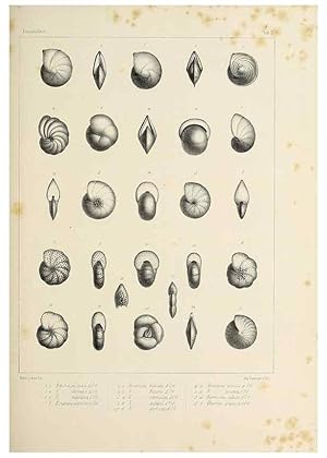 Image du vendeur pour Reproduccin/Reproduction 49553220777: Foraminife`res fossiles du bassin tertiaire de Vienne (Autriche) :. Paris :Gide et Compe,1846. mis en vente par EL BOLETIN