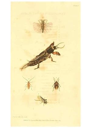 Seller image for Reproduccin/Reproduction 49535281552: An introduction to entomology, or, Elements of the natural history of insects : with plates /. London :Printed for Longman, Hurst, Rees, Orme, and Brown,1816-1826. for sale by EL BOLETIN