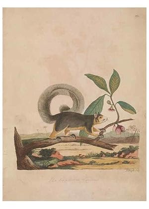 Image du vendeur pour Reproduccin/Reproduction 49535242477: Indian zoology. [London] :[publisher not identified],[1769]. mis en vente par EL BOLETIN