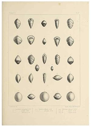 Seller image for Reproduccin/Reproduction 49552979611: Foraminife`res fossiles du bassin tertiaire de Vienne (Autriche) :. Paris :Gide et Compe,1846. for sale by EL BOLETIN