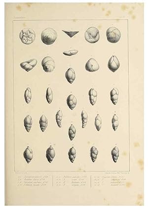 Seller image for Reproduccin/Reproduction 49552482683: Foraminife`res fossiles du bassin tertiaire de Vienne (Autriche) :. Paris :Gide et Compe,1846. for sale by EL BOLETIN