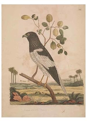Image du vendeur pour Reproduccin/Reproduction 49535015476: Indian zoology. [London] :[publisher not identified],[1769]. mis en vente par EL BOLETIN
