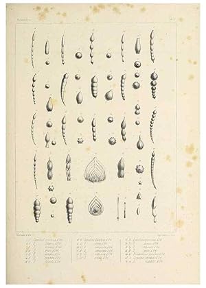 Imagen del vendedor de Reproduccin/Reproduction 49552480293: Foraminife`res fossiles du bassin tertiaire de Vienne (Autriche) :. Paris :Gide et Compe,1846. a la venta por EL BOLETIN