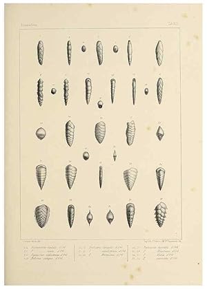 Seller image for Reproduccin/Reproduction 49553223367: Foraminife`res fossiles du bassin tertiaire de Vienne (Autriche) :. Paris :Gide et Compe,1846. for sale by EL BOLETIN