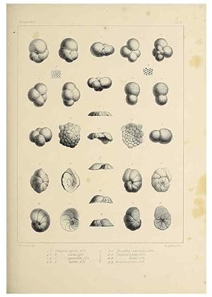 Seller image for Reproduccin/Reproduction 49553221882: Foraminife`res fossiles du bassin tertiaire de Vienne (Autriche) :. Paris :Gide et Compe,1846. for sale by EL BOLETIN