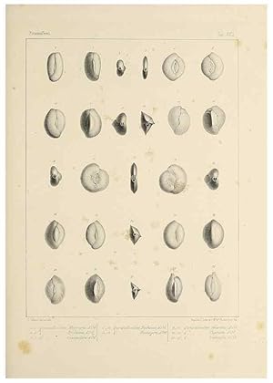 Image du vendeur pour Reproduccin/Reproduction 49552980466: Foraminife`res fossiles du bassin tertiaire de Vienne (Autriche) :. Paris :Gide et Compe,1846. mis en vente par EL BOLETIN