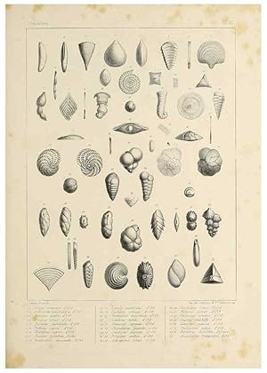 Imagen del vendedor de Reproduccin/Reproduction 49552485498: Foraminife`res fossiles du bassin tertiaire de Vienne (Autriche) :. Paris :Gide et Compe,1846. a la venta por EL BOLETIN