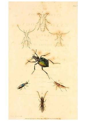 Seller image for Reproduccin/Reproduction 49534558488: An introduction to entomology, or, Elements of the natural history of insects : with plates /. London :Printed for Longman, Hurst, Rees, Orme, and Brown,1816-1826. for sale by EL BOLETIN
