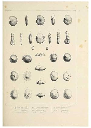 Imagen del vendedor de Reproduccin/Reproduction 49552481623: Foraminife`res fossiles du bassin tertiaire de Vienne (Autriche) :. Paris :Gide et Compe,1846. a la venta por EL BOLETIN